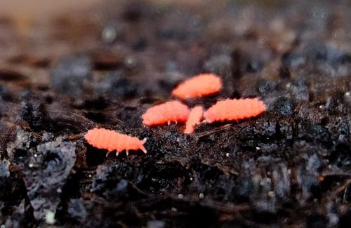 Bilobella braunerae